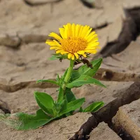 A daisy grows between cracked, dry soil